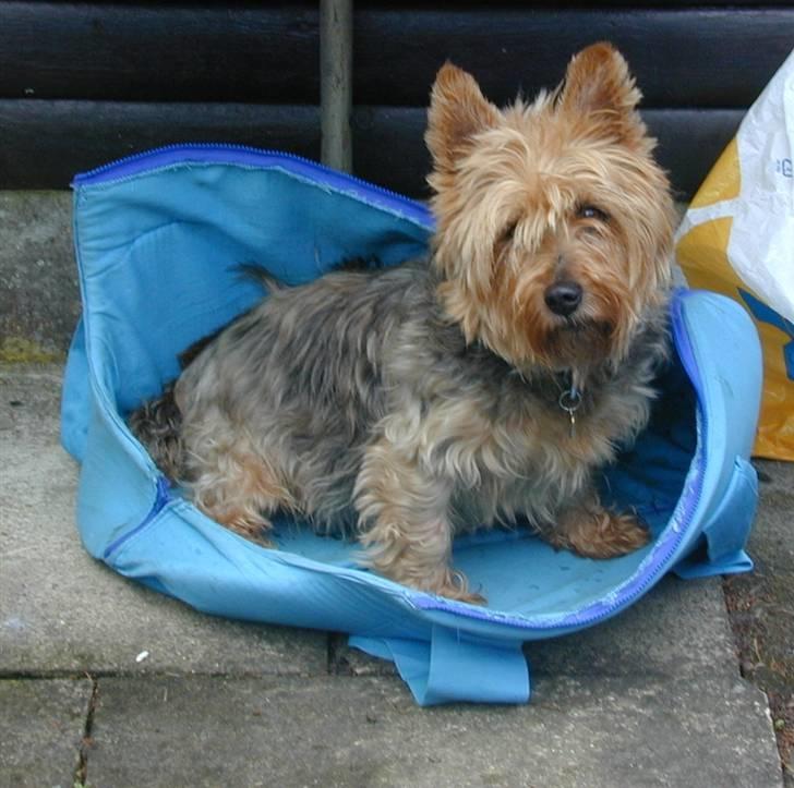 Australsk terrier Emma Himmelhund - Emma i sin helt egen sovepose/taske billede 12