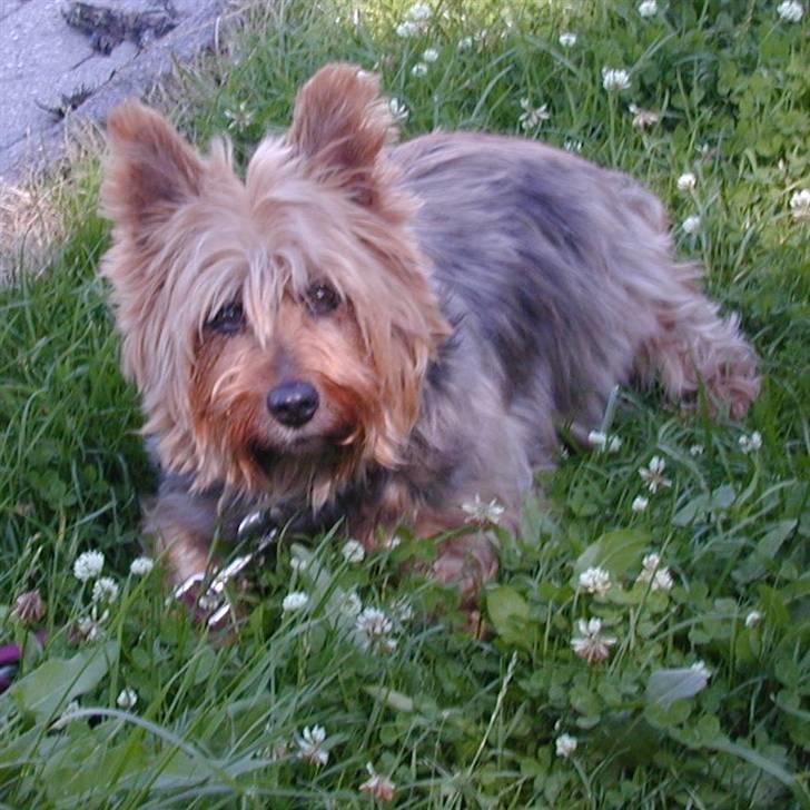 Australsk terrier Emma Himmelhund - Emma i det grønne billede 13