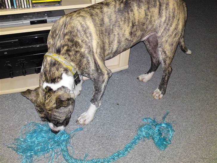 Amerikansk staffordshire terrier coda billede 12