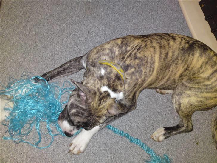 Amerikansk staffordshire terrier coda billede 13