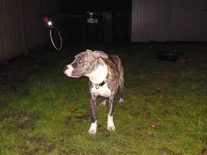 Amerikansk staffordshire terrier coda billede 14