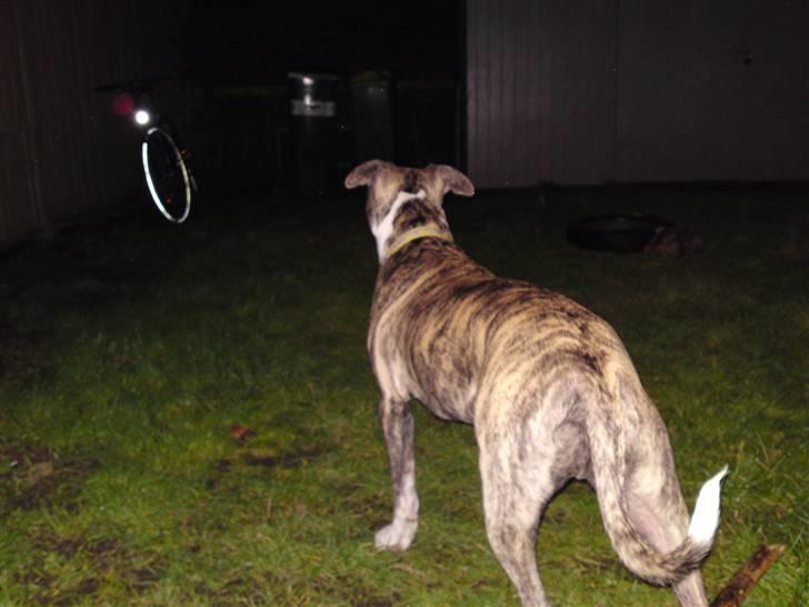 Amerikansk staffordshire terrier coda billede 15