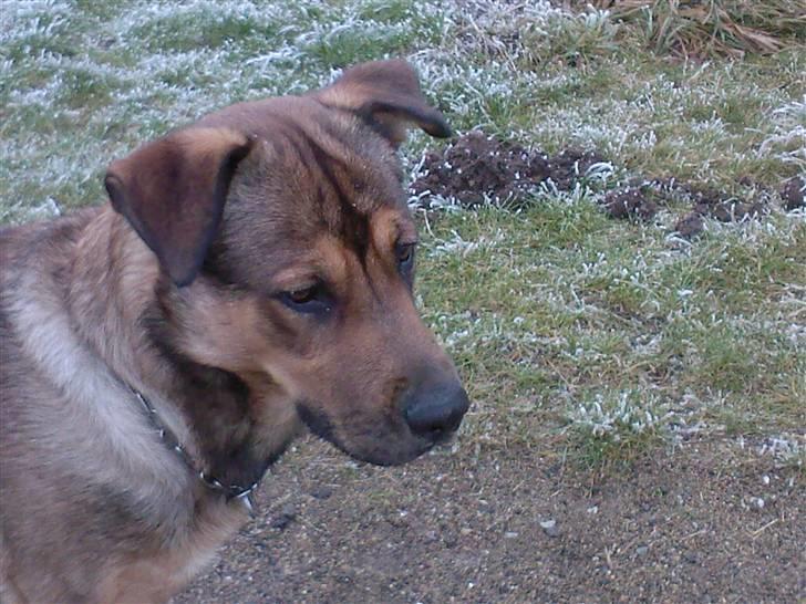 Blanding af racer Charlie *RIP* billede 9