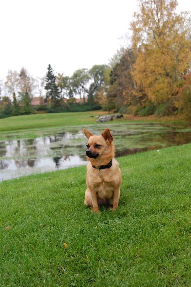 Blanding af racer bianca billede 14