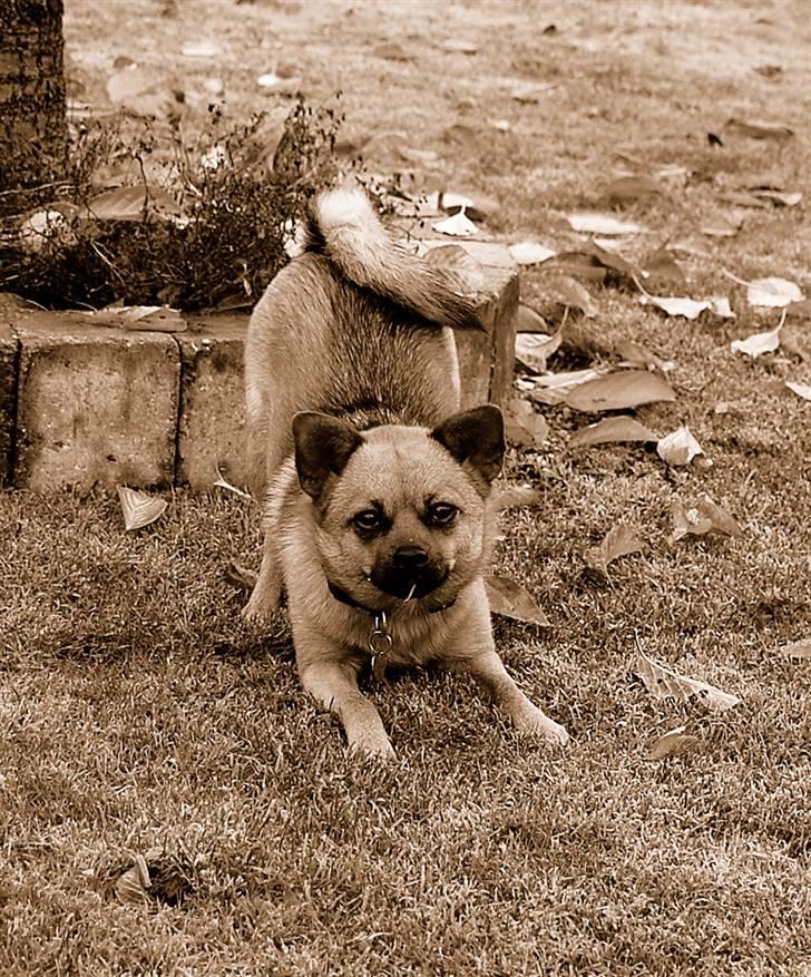 Blanding af racer bianca billede 15