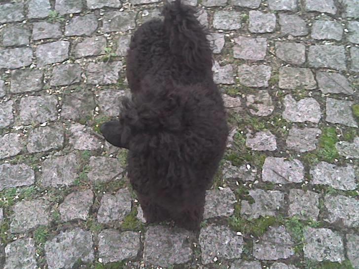 Mellempuddel Betty - har skiftet ejer billede 5