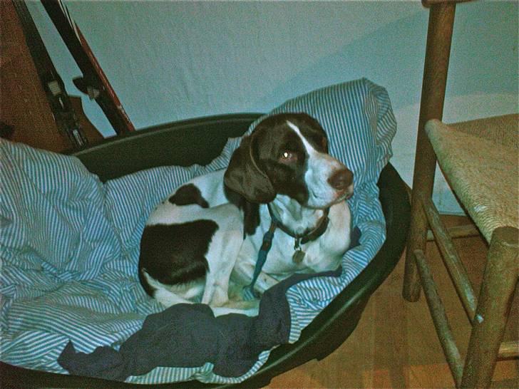 Blanding af racer Mickey billede 1