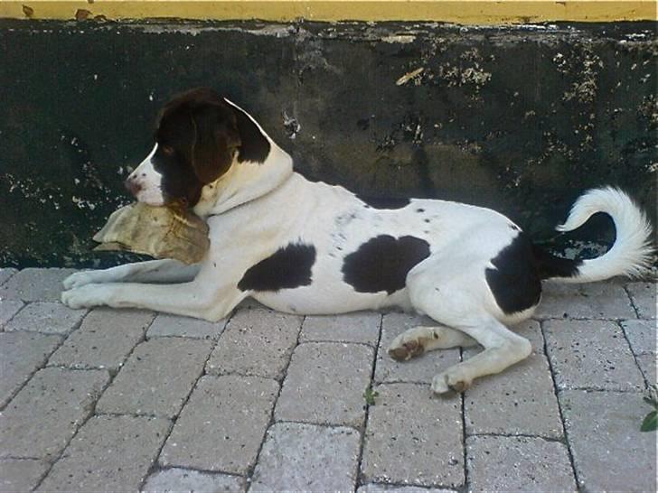 Blanding af racer Mickey - Og så bruger han sut. - Han har helst noget i munden. Her er det en arbejdshanske.. billede 2