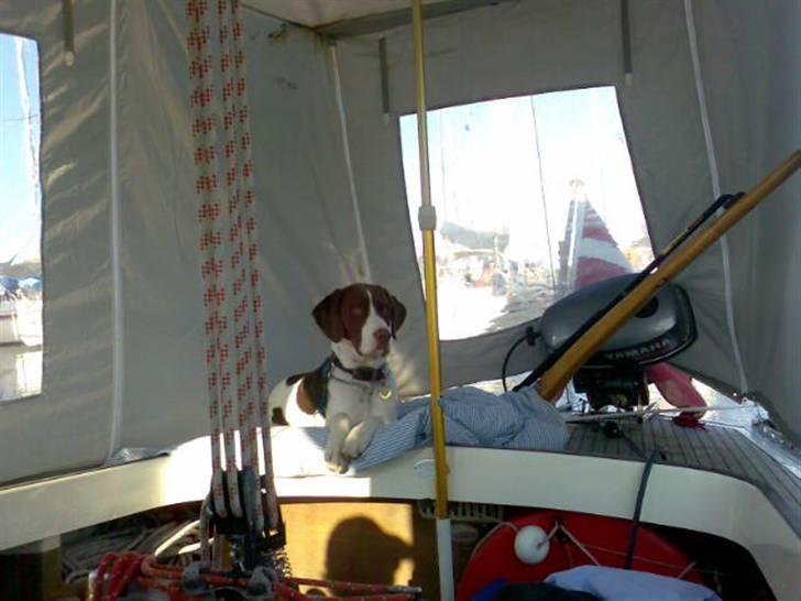 Blanding af racer Mickey billede 4