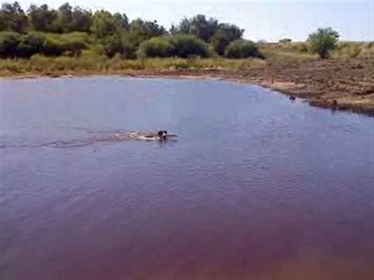 Blanding af racer Mickey billede 6