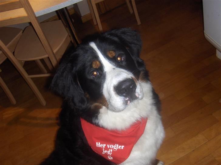 Berner sennenhund Basse H billede 8