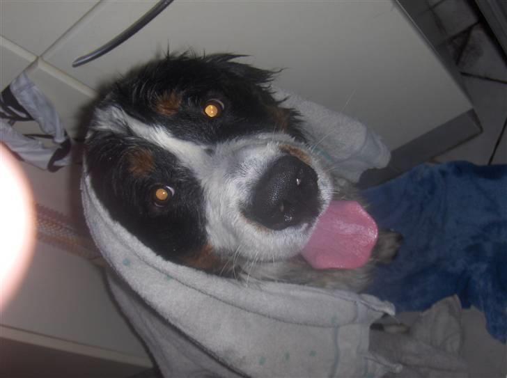 Berner sennenhund Basse H - basse har lige været i bad :) billede 10