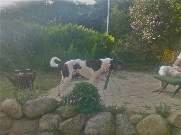 Blanding af racer Mickey - Altid med sut, og på vagt overfor noget som bevæger sig.. billede 9