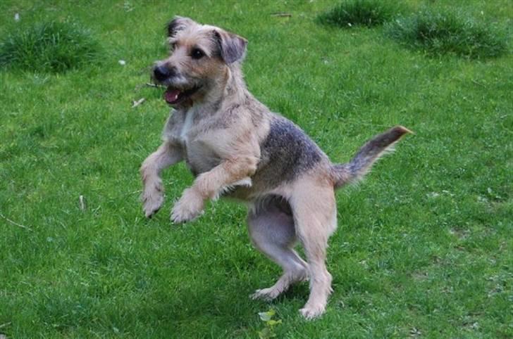 Blanding af racer Futte  - futte sidste sommer på tur med min mor :) billede 1