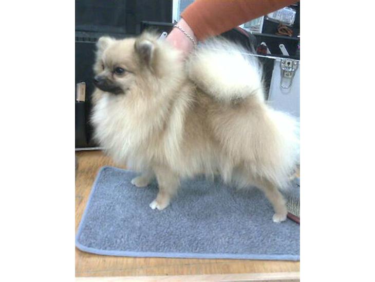 {{currentPhoto.altText}} billede {{currentPhoto.number}}