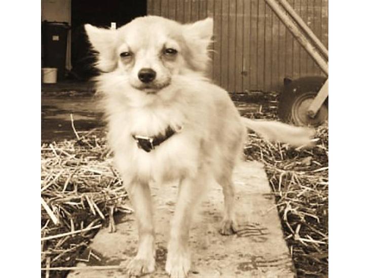 {{currentPhoto.altText}} billede {{currentPhoto.number}}