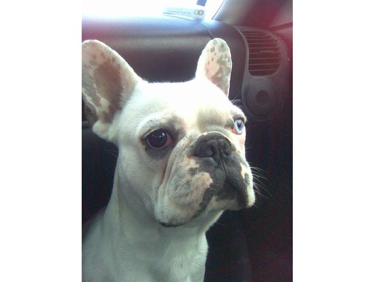 {{currentPhoto.altText}} billede {{currentPhoto.number}}