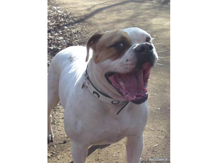 {{currentPhoto.altText}} billede {{currentPhoto.number}}