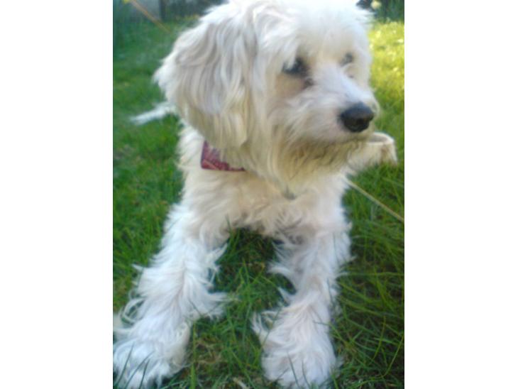 Chinese crested powder puff buster {R.I.P} - buster ligger oven på min dyne og slapper af .. (: billede 1