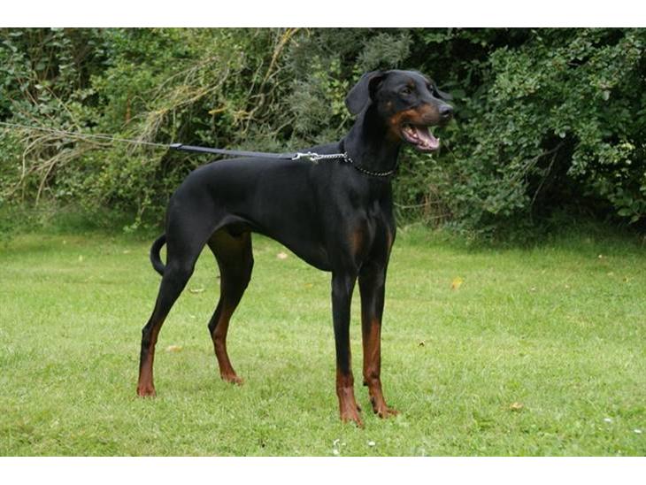 {{currentPhoto.altText}} billede {{currentPhoto.number}}