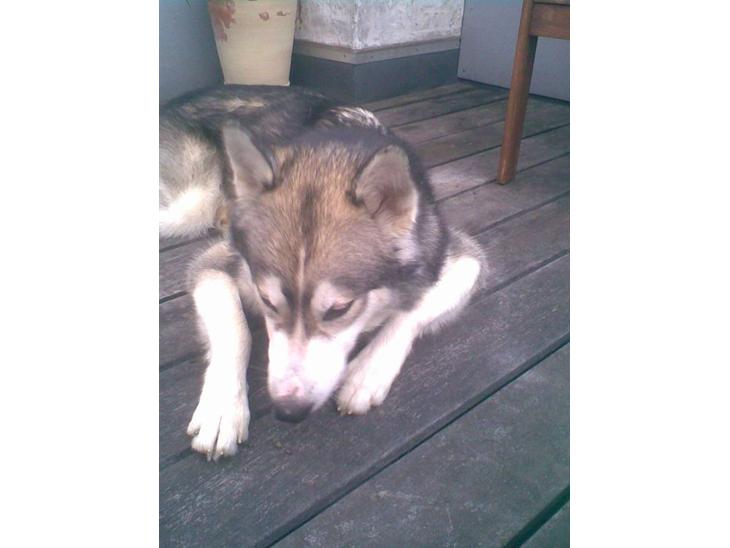 {{currentPhoto.altText}} billede {{currentPhoto.number}}