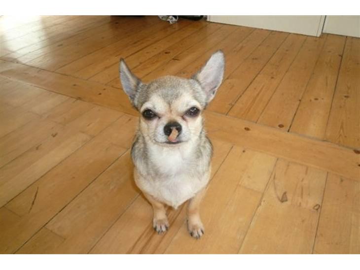 Chihuahua Hamlet - Mon mor kan se jeg lige har støvsuget gulvet for gamle madrester?? billede 1