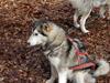 Alaskan malamute alaskans-miqila Krayla