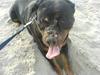 Rottweiler Tika