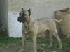 Dogo canario Timon Dogo canario Timon