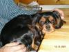 Cavalier king charles spaniel Stella