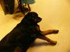 Rottweiler Fie [ Himmelhund]