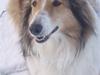 Collie langhåret Mollie  (Mine forældre's)