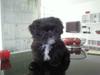 Shih tzu Tai -Fu