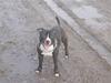 Staffordshire bull terrier Fancystaff Cody