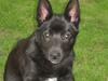 Norsk buhund Olav