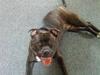 Staffordshire bull terrier Freja
