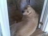 Golden retriever Simba