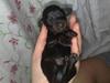 Miniature gravhund Merle
