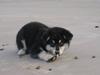 Finsk lapphund Wasikka