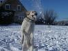 Labrador retriever Buster