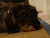 Gravhund Charlie