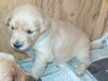 Golden retriever Karla