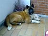American Akita Brooklyn