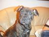 Staffordshire bull terrier Batman