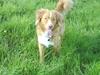 Nova scotia duck tolling retriever rufus [Tidl. hund]
