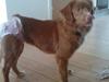 Nova scotia duck tolling retriever stalkers beauty (himmelhund) [ Himmelhund]