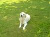 Golden retriever Lucky