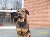 Cane corso TøZen