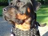 Rottweiler Mudde