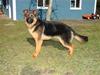 Schæferhund Plys' Bianca ( Solgt ) [Tidl. hund]